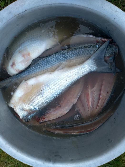 Fish fillets in large pot, with a Strong Salt Brine before Smoking. The fish fillets are submerged in the water salt mixture.