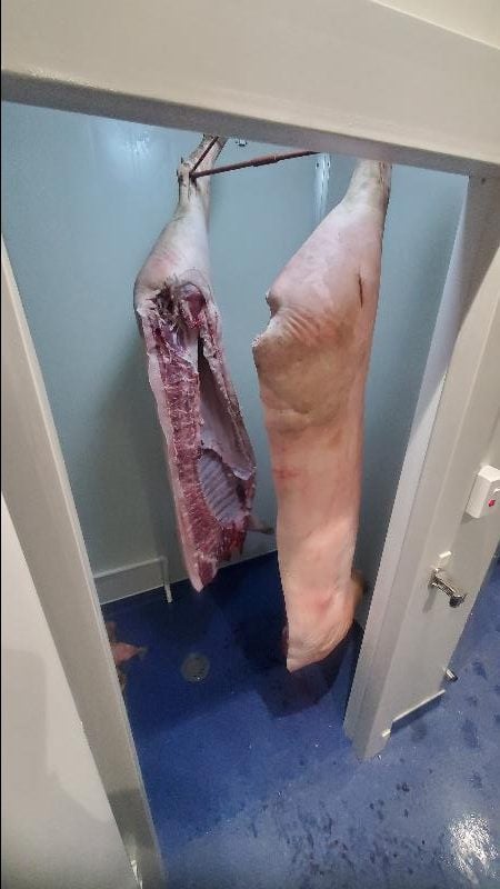 A well-cleaned, raw side of pork hung on a hook in a chilled room, possibly a meat locker or commercial kitchen environment, awaiting further butchery or preparation.