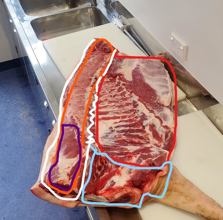 A large section of raw beef with muscles and fat outlined in different colors on a white cutting board, likely for educational purposes to show the various cuts of meat in whole pig butchery.