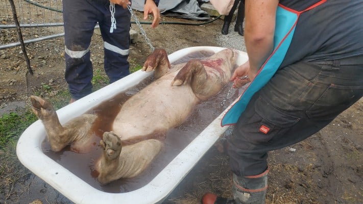 Pig butchery skin removal