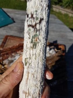 Lots of Mold on Salami (Small)