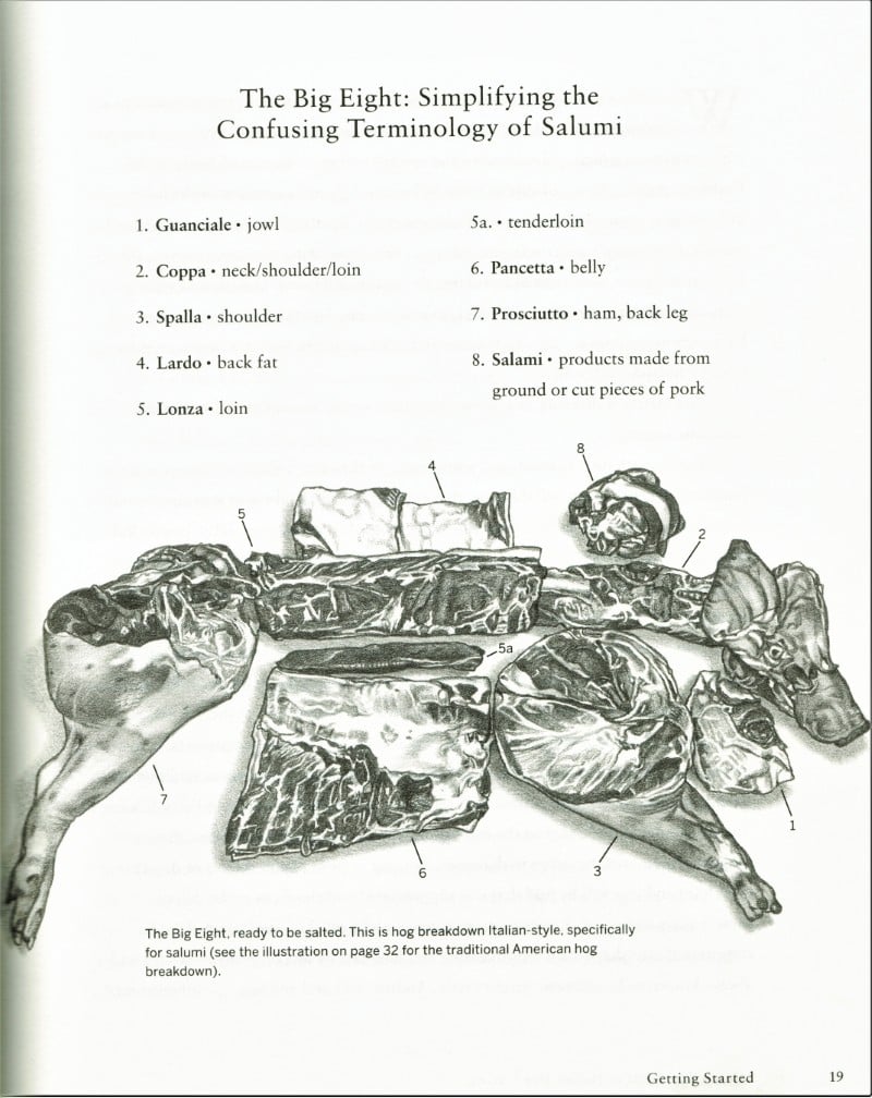 Different cuts of meat for making salt cured Italian meats with a pig